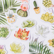 Стікербокс "Succulent Plant Stories"