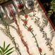 Скотч ПЕТ на прозрачной основе 20 мм х 2 м: Дикие шипы, Wild Thorns