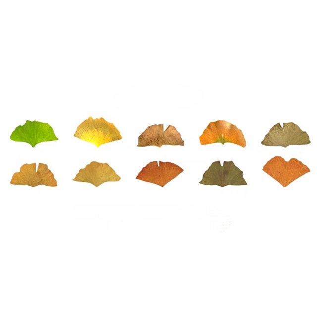 Лента с осенними наклейками "Ginkgo Leaves" 2-00222 фото
