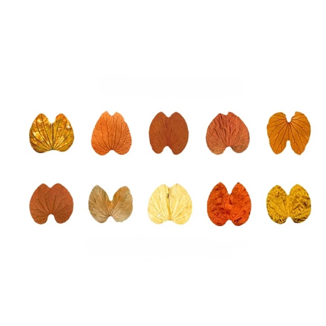 Стрічка з осінніми наліпками "Bauhinia Leaves" 2-00225 фото